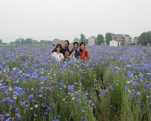 深?yuàn)W古鎮(zhèn)花海